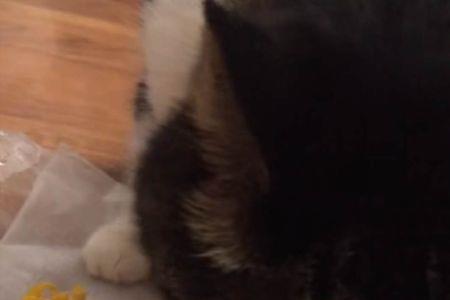 猫几个月可以吃玉米