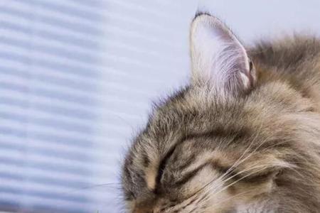茶叶梗对猫咪有影响吗