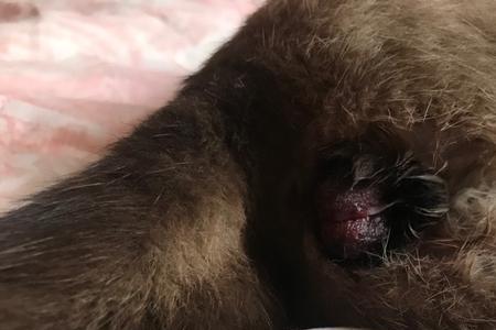 公猫刚刚做完绝育怎么上蹿下跳