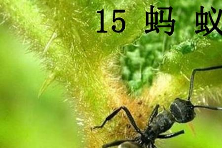蚂蚁的蚂能组什么词