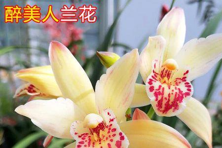 兰花醉美人是建兰老品种吗