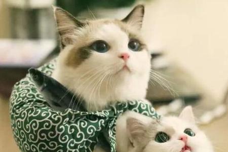 猫咪会因为应激离家出走吗