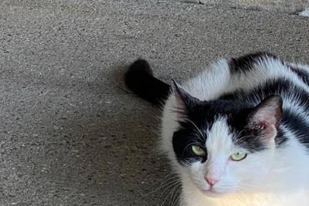 奶牛猫母猫可以发腮吗