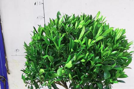 非洲茉莉发芽时间
