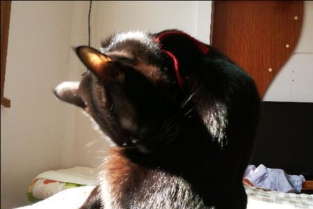 黑猫为什么叫玄猫