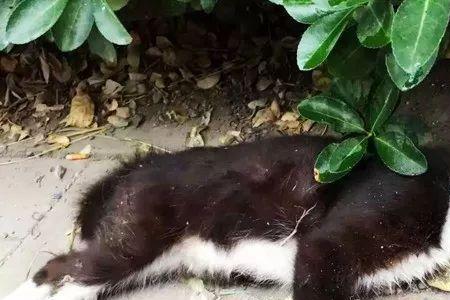 夏天可以把猫放到室外面吗