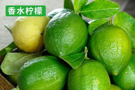 香水柠檬的品种有哪些