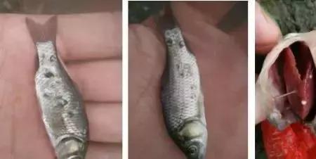 鲫鱼喜欢吃什么虫子