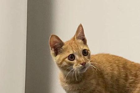 狮子头猫是什么品种橘色
