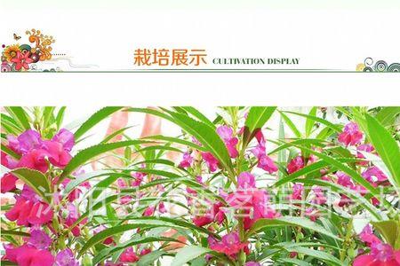 凤仙花驱蚊虫吗