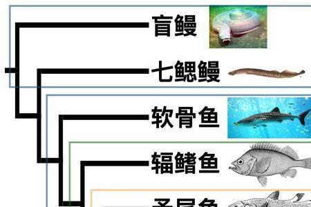鱼是人类祖先谁说的