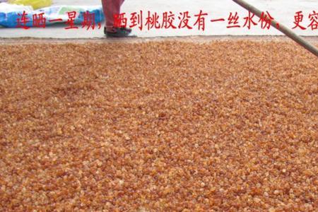 刚摘桃胶怎么风干保存