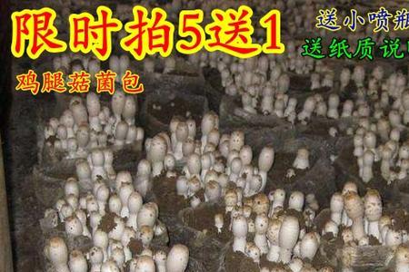 湛江适合种蘑菇吗