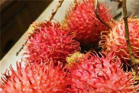 红毛丹可以在广州地区种植吗