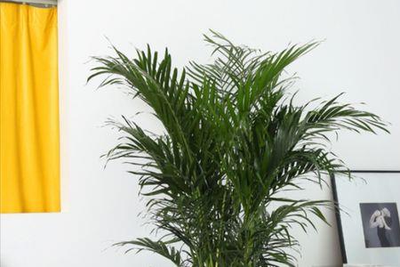 富贵椰子能分株移栽i吗