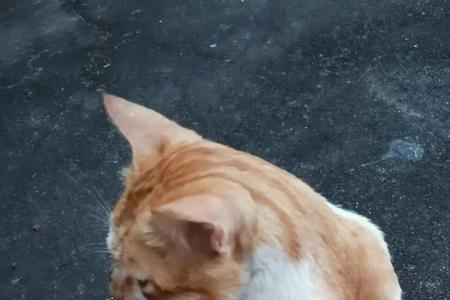 橘猫和麒麟猫的区别