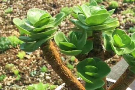 牛奶浇花适合哪些多肉植物