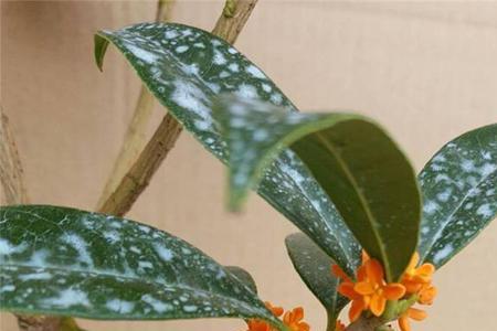 桂花接穗怎么保存