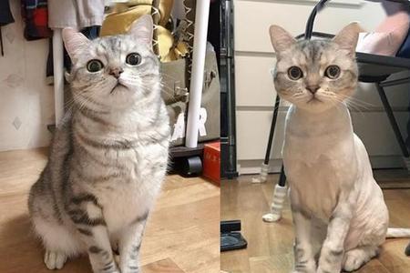 猫为什么护毛