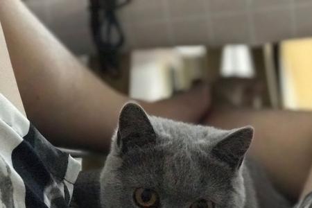 6个月蓝猫标准长相