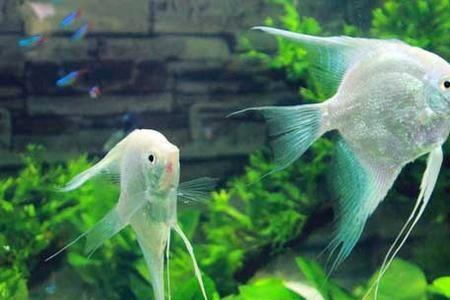 鹦鹉鱼长期喂食南极虾好吗