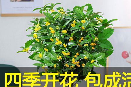桂花在楼上好养吗