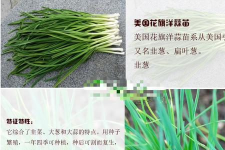 大蒜有转基因的吗