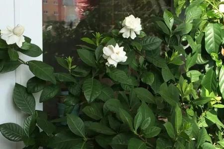 出远门怎么给栀子花浇水