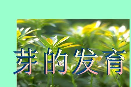 芽的生长点是什么