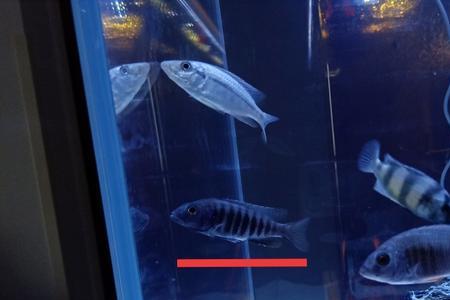 三湖慈鲷剑沙类需要的鱼缸环境