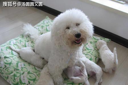 公比熊成年后需要绝育吗