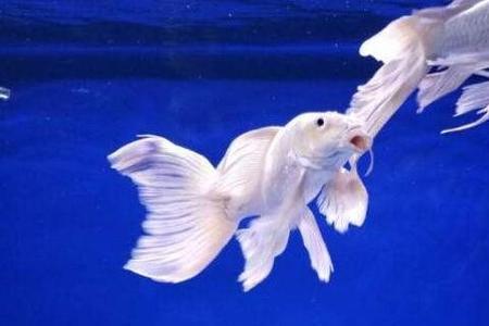 蝴蝶鲤适合多大的缸