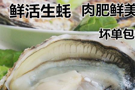 乳山最大的生蚝排名