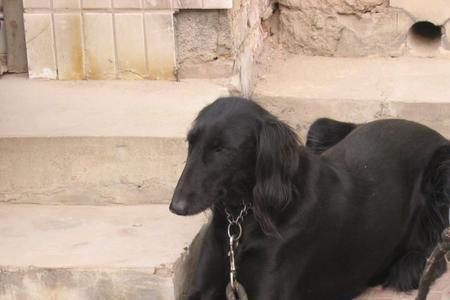 细犬好养吗