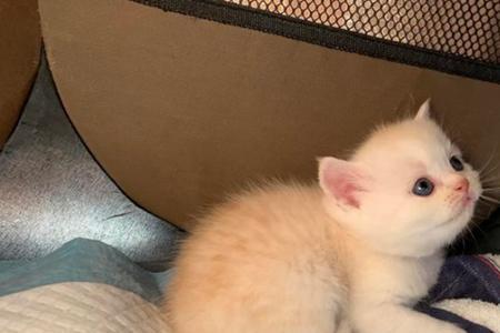 流浪猫怕热吗