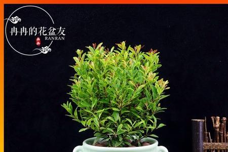 赤楠盆景放哪个位置好
