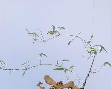 下山虎的养殖方法