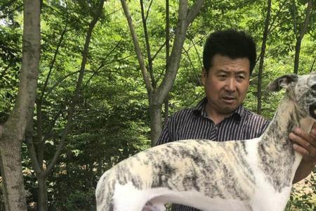 细犬和灵缇惠比特哪个适合家养