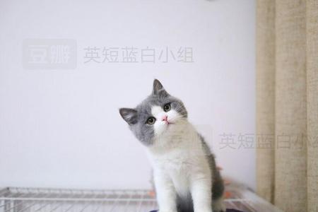 英短蓝白能吃猪肝吗
