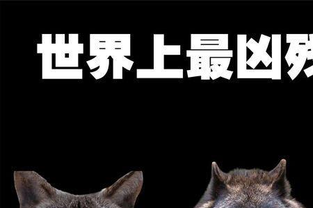 狼的名字可爱的