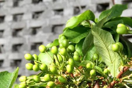 樱桃与樱桃花区别
