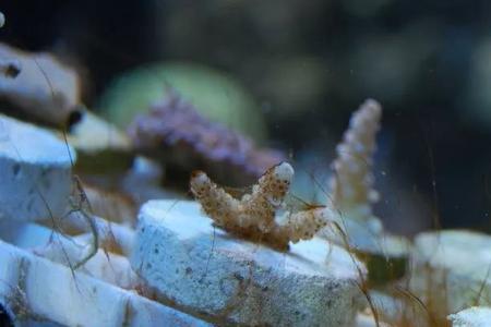 海缸菌膜爆缸的危害
