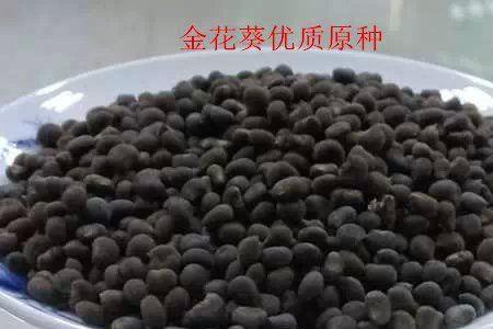 金葵属于哪里