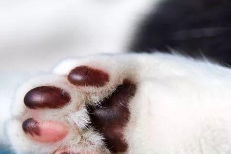 猫肉垫湿怎么回事