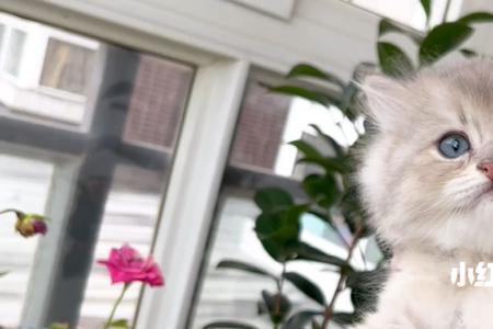 蓝金渐层可以配什么颜色母猫