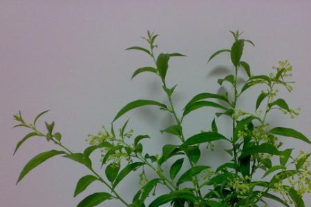 家财万贯花好养吗