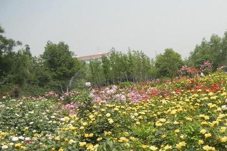 云南月季最大的种植基地