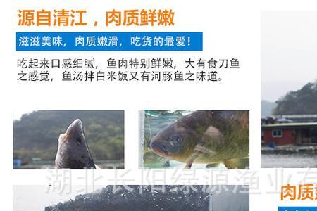 江团与瓦子区别