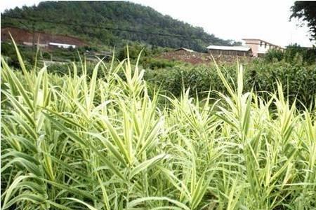 芦竹的做法大全
