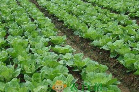 大型小白菜种植方法及管理技术